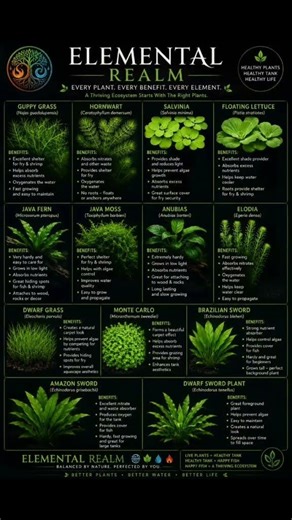 #AquariumPlants
