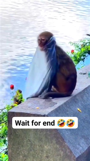 Funny Monkey playing with plastic bag 🤣🤣 #crazymonkeysvideos #monkeybaby #monkey #animals #monkeys #LaughWithAnimals | Crazy Monkeys Videos