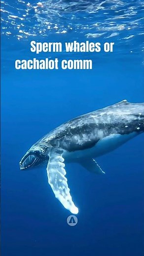 Decoding the Language of Sperm Whales