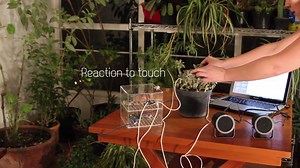 Pulsu(m) Plantae _ project presentation