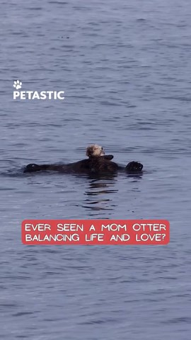 Mother sea otter and baby share peaceful Monterey Harbor moment