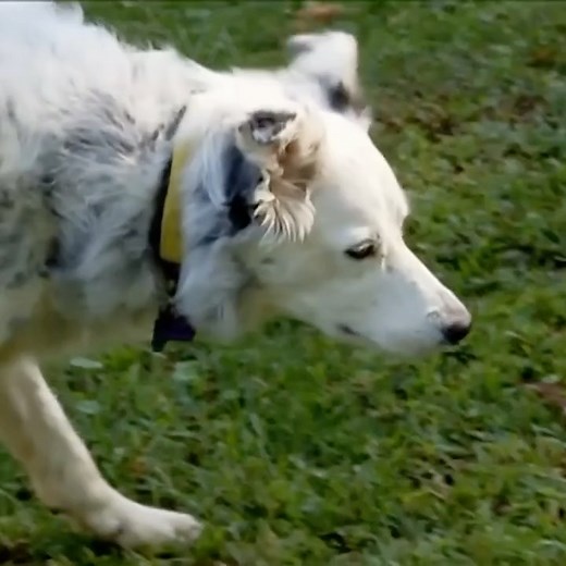 Watch Chaser the dog show off her impressive memory to Neil deGrasse Tyson: | NOVA l PBS