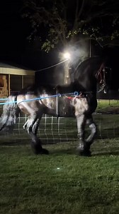 Frisian Horses: Majestic Steeds