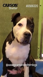 1.9K views · 161 reactions | Adopted  A5566320 ✰ Jake Gyllenpaw...