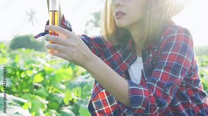 Young Asian female farmers work at corn fields to check the health of the seedlings and their leaves.