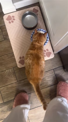 Nilsu Yildiz on Instagram: "Me waking up for Sahur has also made Timmy want to eat with me at the same time ✨ #cats #cat #ramadan #catmemes #catsofinstagram"