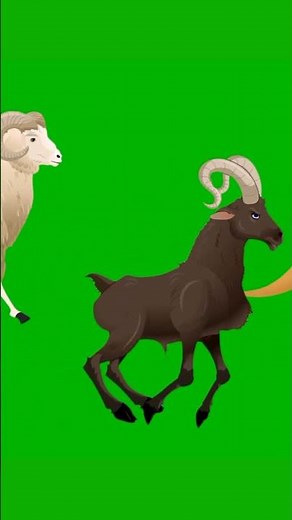 2D Cartoon Animal Running Walking Green Screen Stampede Animals with Sounds #stampede #greenscreen