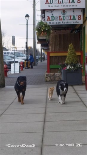 Cats and Dogs 3: Paws Unite - Comb the Streets for Fun!