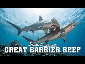 Great Barrier Reef | Hidden Hunters of the Coral Reef | 4K Animal Documentary