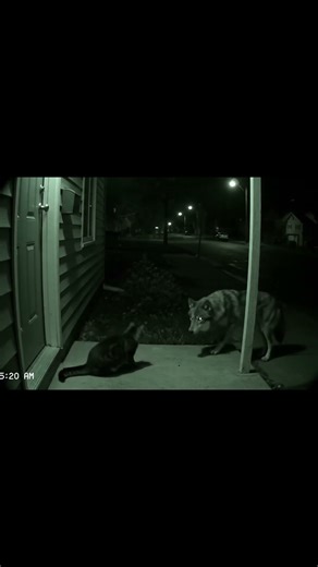 Security Camera Records a Wolf Approaching a Cat – Chilling AI Footage
