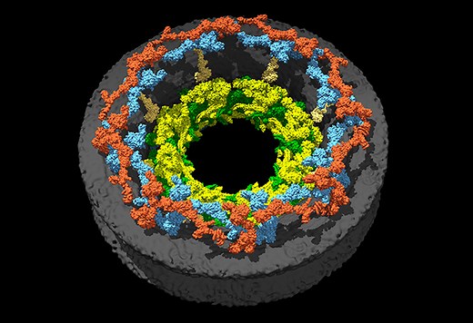 Revealing structure of nuclear pore’s inner ring | EMBL