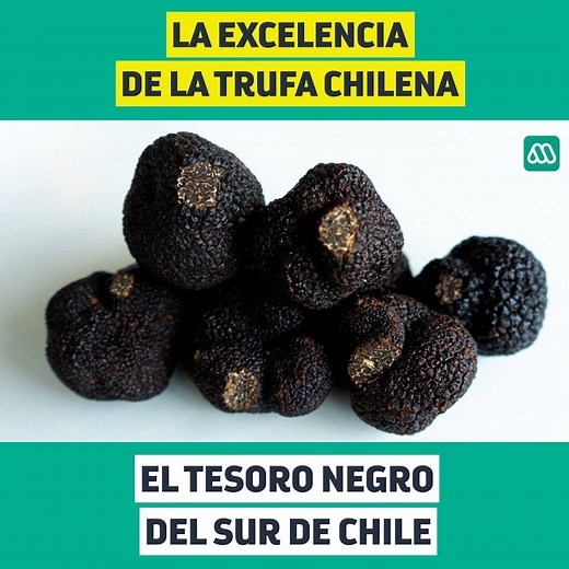 1.1M views · 6.5K reactions | Entre las regiones del Maule y Ñuble se encuentra el “oro negro”: la trufa negra chilena que es exportada con éxito a países como Francia, Italia, Japón e Inglaterra. | Meganoticias | Facebook