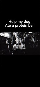 Help my dog ate a protein bar #vtag