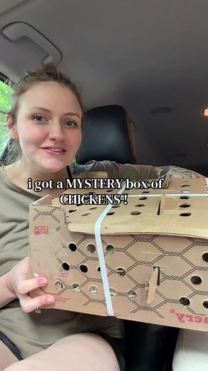 Mystery Chicken Box Unboxing: Why Was a Chick Inside?