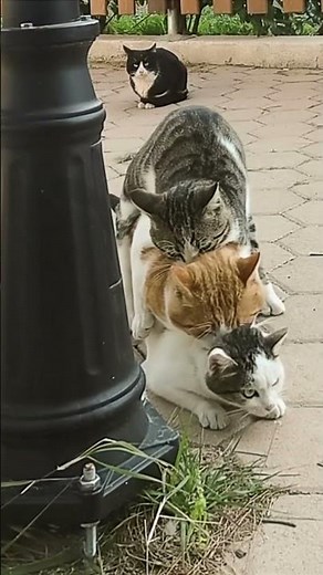 Do Cats Get Pregnant on the First Try? #catpregnancy