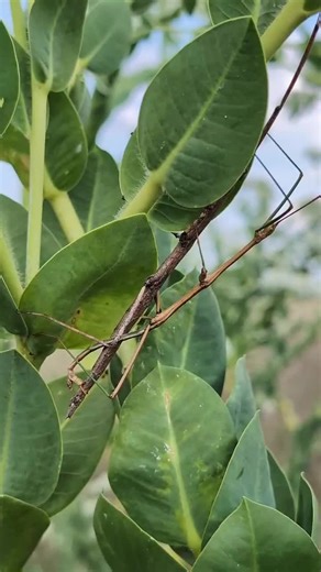 #stickbug #walkingstick #insects #bugslife #nature #naturelovers #wildlife #ecology #biology #entomology #camouflage #naturalist #explore #getoutside #outdoors #science #education #naturefacts… | ARK Ecological Consulting LLC