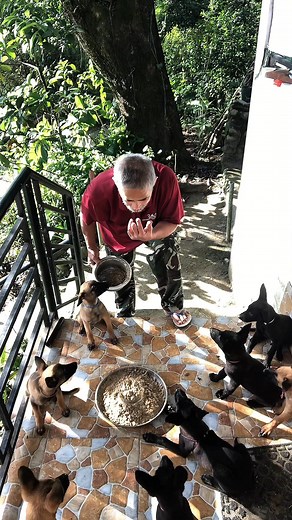 13 reactions · 6 comments | Obedience Stop Command while eating #obedience #ObedienceTraining #belgianmalinois #doglover #rivalry | Edgar Gumpad | Facebook