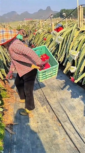 harvesting ripe red dragon fruits manually and placing them into a green plastic crate