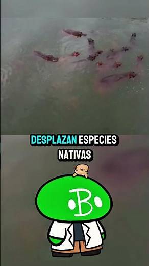 Pablo Escobar's Hippos | Biology From Scratch