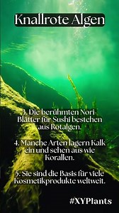 Knallrote Algen: Überleben unter Wasser! 🌿
