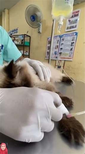 Himalayan Cat Sick and Being Treated at the Vet