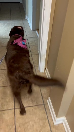 Paw Prints Boarding and Grooming on Reels