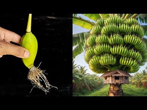 🍌Grow Banana Trees Faster with These Simple Techniques!
