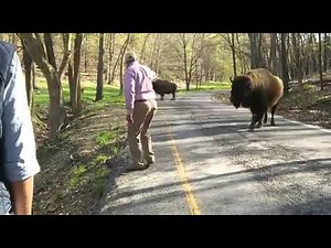 Man vs buffalo must watch