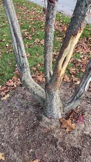 tree damage | deer rut
