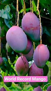 $4,500 Mango 😳🥭 The Most Expensive Mango in the World!