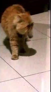 Male cat singing to attract female, Funny!! (Cat opera)