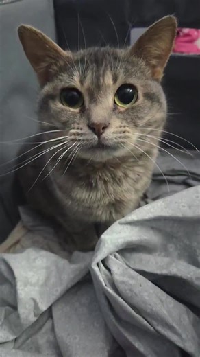 Exploring Two Different Types of Cats