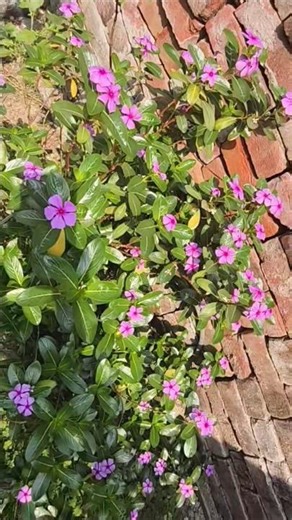 Let's See One Periwinkle Plants🌱Large leaf😱and many flowers🌸👀🤗#Shorts#sadabahar#viral #vibrant#2026