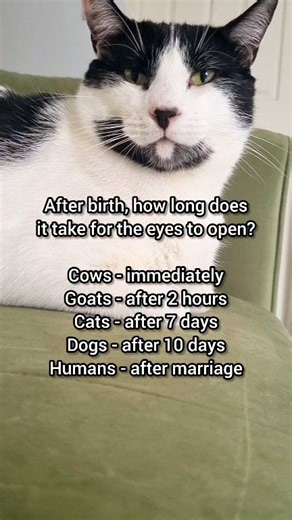 Humans wait until after marriage to see the truth 😂 | Mr Naru Cat