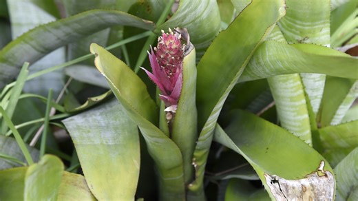 Darkly romantic goth gardens are having a moment in the sun — here's how to grow one