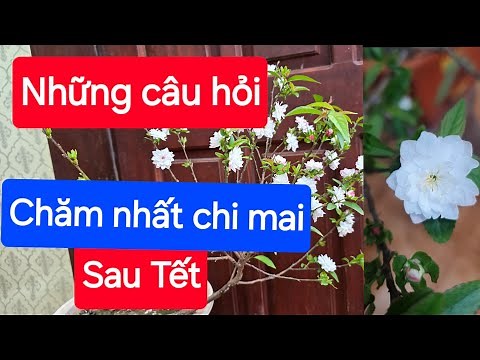 Frequently Asked Questions on Caring for Nhat Chi Mai After Tet