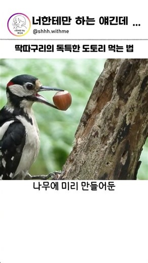 딱따구리의 독특한 도토리 먹는 법