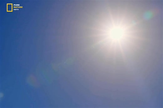 164K views · 8.3K reactions | Lion Vs Hyena - Hindi Documentary Part 5 #jungle #wildanimals #documentary #discovery #purenaturehdtv | Pure Nature HDTv | Facebook