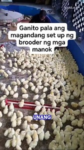 939K views · 5.5K reactions | Ganito pala ang magandang set up sa brooder ng mga 45 days na manok. #Madiskarte #45DaysChicken #broodersetup | Madiskarte | Facebook