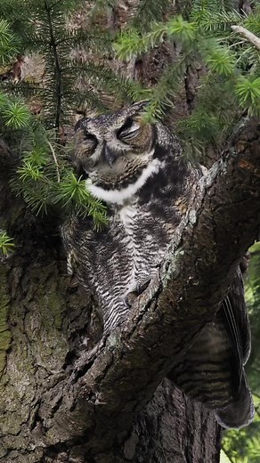 Great Horned Owl Puking a Pellet