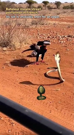 A Bateleur Eagle Chick on the Road, a Cobra in the Dust, and the Sky Watching but not lounging