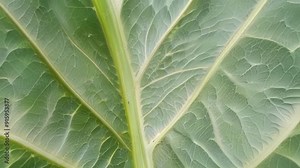 The s of the leaf form a beautiful pattern resembling a piece of abstract art with each line and curve adding to the overall composition. Stock Video