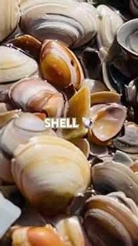 “Secrets Beneath the Shell”🐚 ‪@shell‬ #shell #wildlife #animals #wildlifephotography #nature