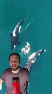 Касатки морские беспредельщики #shorts