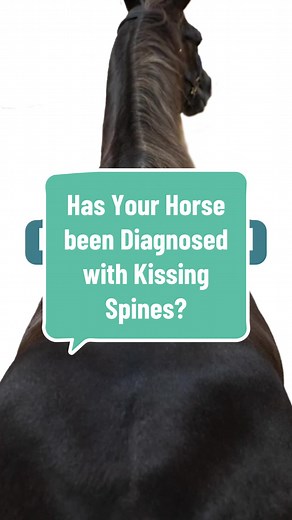 Does your horse struggle with kissing spines? Signs can be highly variable & may include off and on lameness and overall poor performance. 🐴 Things we can do to help: ✨Farrier ✨Include your vet ✨Saddle Fit ✨ Bodywork — Massage & FES can be helpful in keeping the muscles stay supple and strong while decreasing pain in the area ✨ Strengthening Program 🐴 Let us know in the comments what you've done with your horses or if you have any questions! 🐴 #drassalequinebodywork #equinemassage #FES #kissi