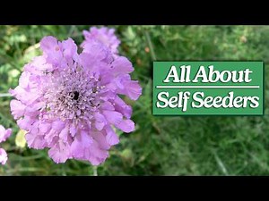 Self Seeders: Everything You Need To Know