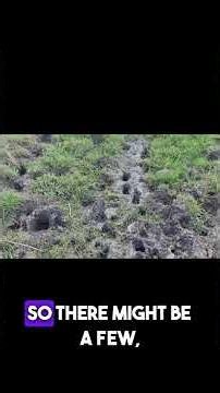 How To Spot Wild Dog Activity In The Bush #australia #wildlife #aussiebush