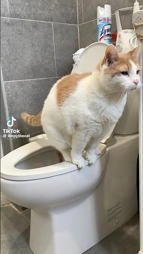 Cat pooping meme