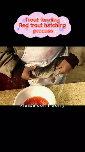 How fish eggs are hatched artificially at first glance it looks like massaging the mother fish but in fact it is squeezing the eggs#fish egg hatching #fish fry breeding #trout #rainbow trout fry#