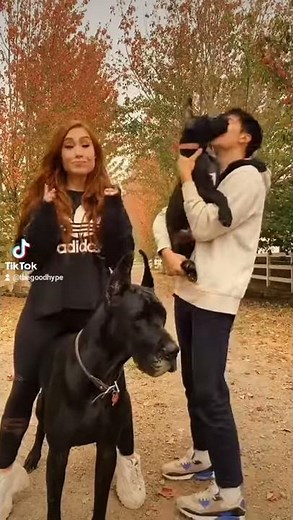 Cute Tiktok Dance with Dogs